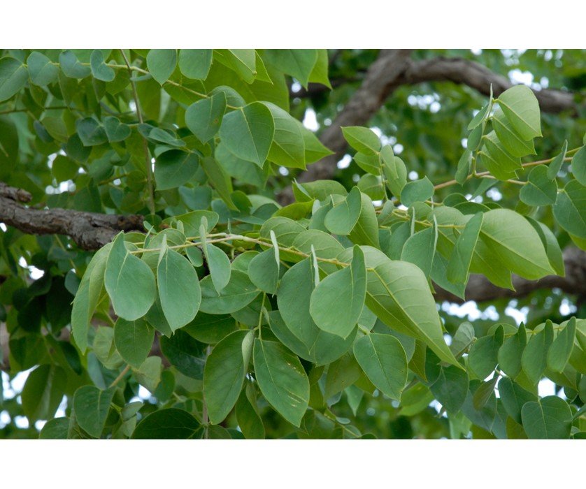 Kentucky Coffeetree